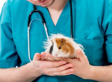 Veterinary doctor holding guinea pig on hands clipart