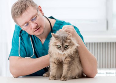 Veteriner veteriner ofisinde bir kedi düzenli onay telafi