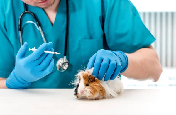 Médico veterinario sosteniendo una jeringa para el tratamiento de la cobaya — Foto de Stock