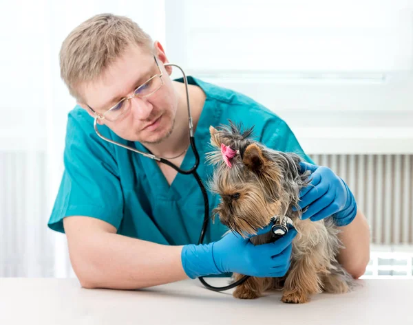 Lekarza weterynarii badania pies Yorkshire Terrier z stetoskop — Zdjęcie stockowe