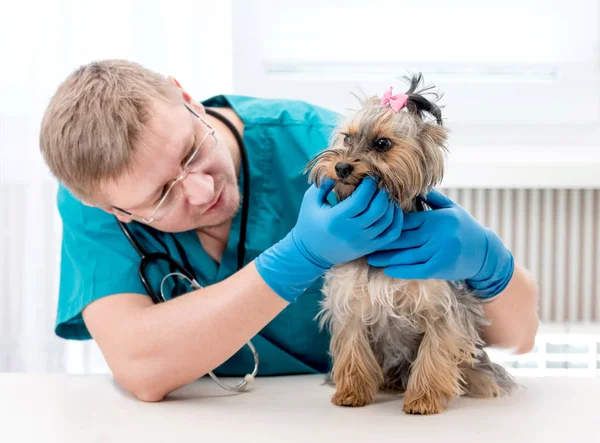 Tierarzt überprüft Hundezähne in Klinik — Stockfoto