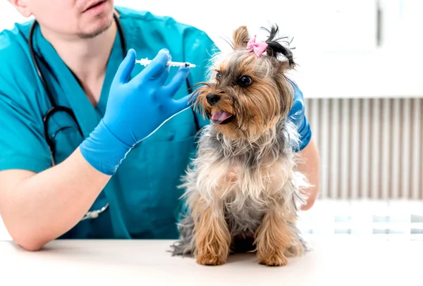 Veterinário dando uma injeção para Yorkshire Terrier cão — Fotografia de Stock