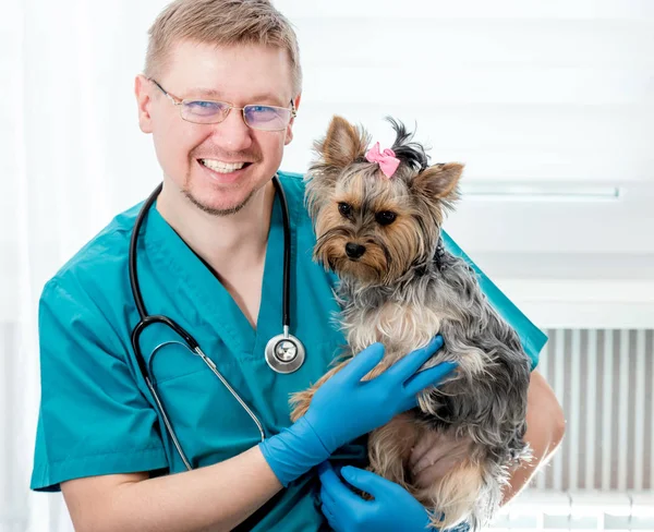 Ветеринарний лікар, тримаючи на руках собаку Йоркширський тер'єр — стокове фото