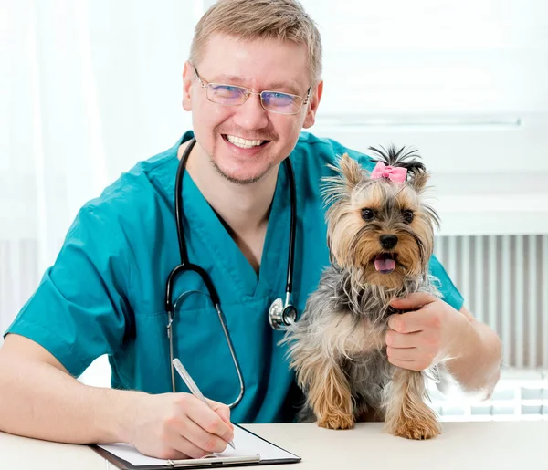 Veterinário segurando Yorkshire Terrier cão a mãos — Fotografia de Stock