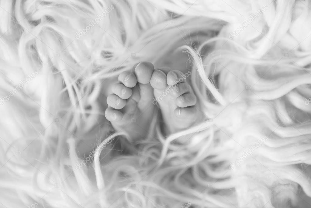 Small newborn babys feet covered with blanket, black and white