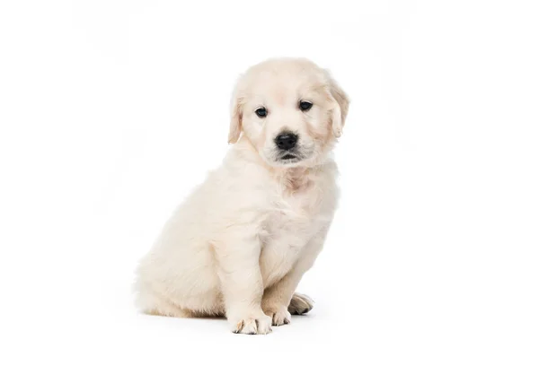 Golden Retriever yavrusu tek başına oturuyor — Stok fotoğraf