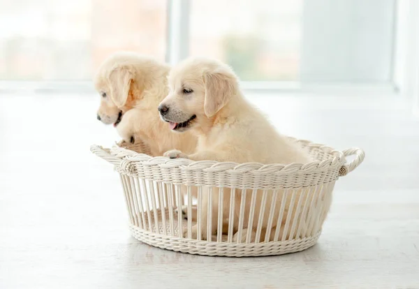 Retriever puppies inside basket — Stock Photo, Image