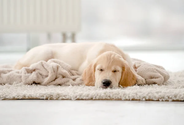 Joven perro durmiendo en casa — Foto de Stock