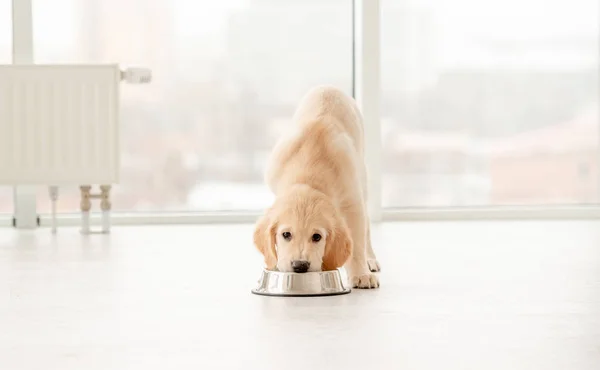 Schattig gouden retriever pup — Stockfoto