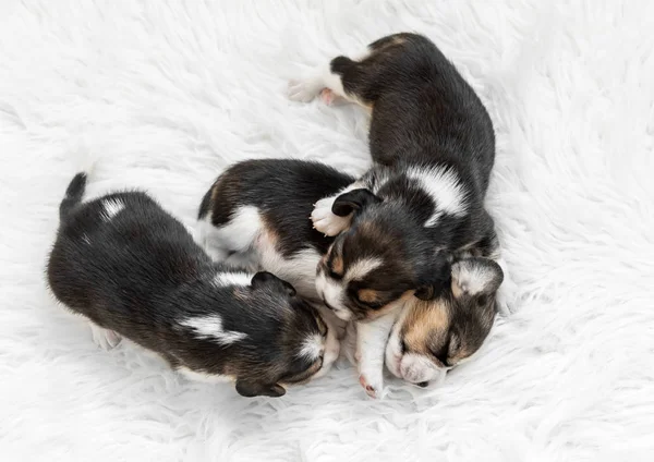 Recién nacido beagle cachorros dormido —  Fotos de Stock