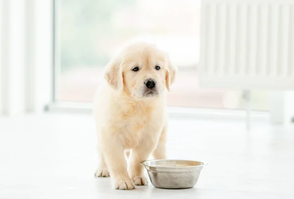 Retriever puppy zit in de buurt van Bowl — Stockfoto