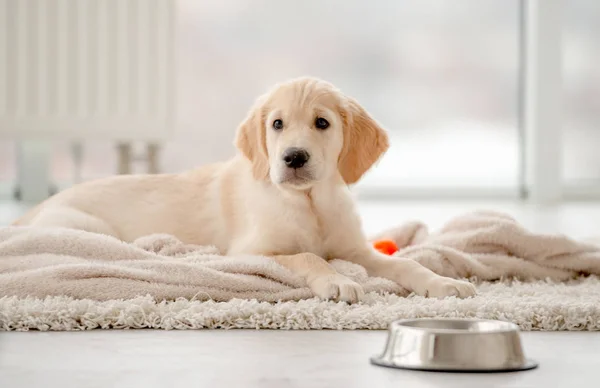 Mooie puppy liggend op tapijt — Stockfoto