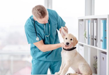 Veteriner köpek yavrusunu muayene ediyor.