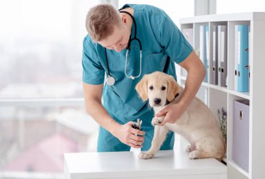 Veteriner köpek pençesi kesiyor.