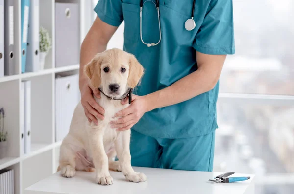 Veteriner hastanesinde şirin bir köpek yavrusu. — Stok fotoğraf