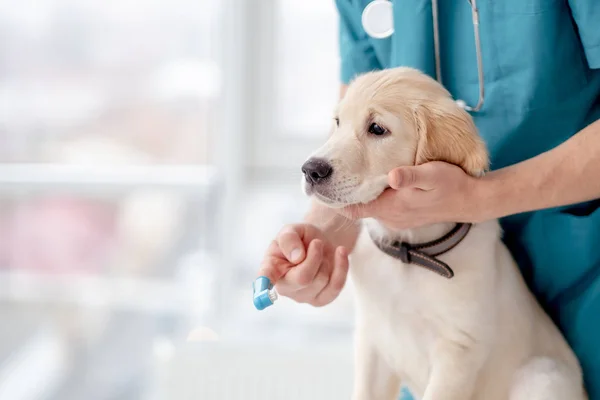 Brushing teeth of retriever puppy — ストック写真