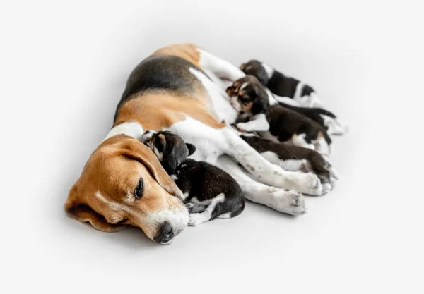 Newborn beagle puppies asleep — Stock Photo, Image