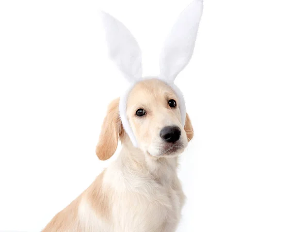 Cão Retriever em orelhas de coelho — Fotografia de Stock
