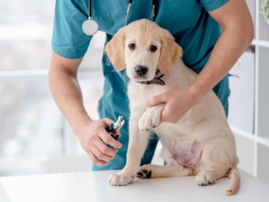 Genç köpeğin pençelerini kesiyor.