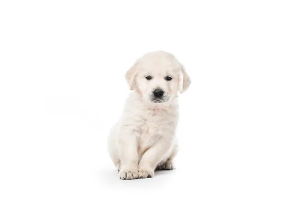 Golden Retriever Welpe sitzt isoliert — Stockfoto