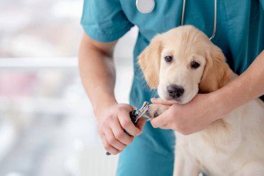 Genç köpeğin pençelerini kesiyor.