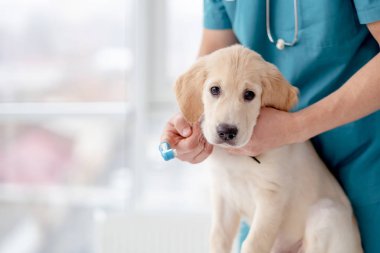 Köpeğin dişlerini fırçalıyorum.