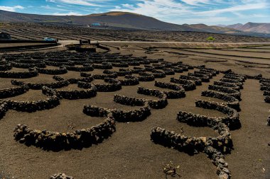 La Geria 'daki üzüm bağları,