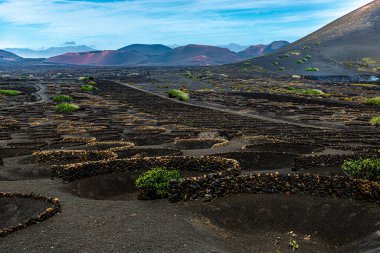 La Geria 'daki üzüm bağları,