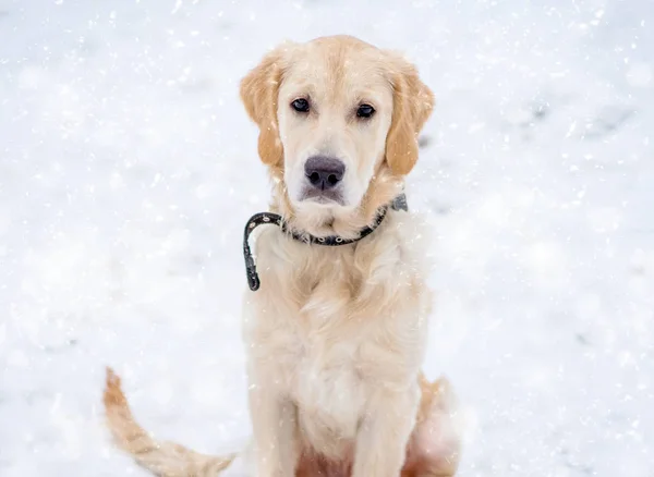 Botul de câine drăguț în fulgi de zăpadă — Fotografie, imagine de stoc