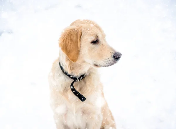 Beautiful young dog outside — Stock Photo, Image