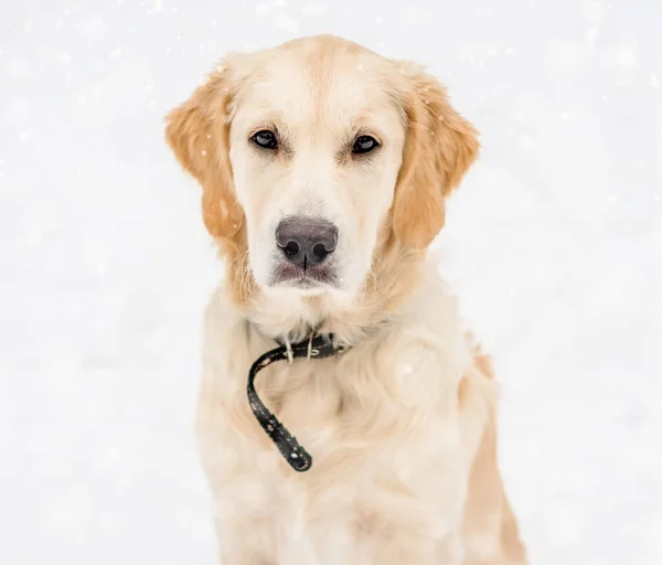 Muso di cane carino in fiocchi di neve — Foto Stock