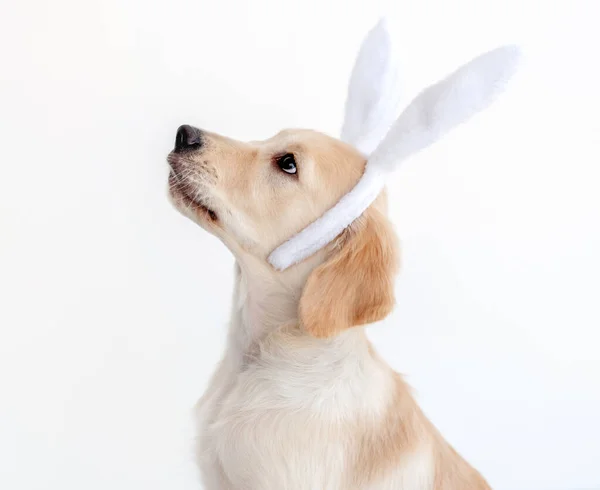 Retriever perro en orejas de conejo — Foto de Stock
