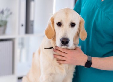 Golden retriever klinikte