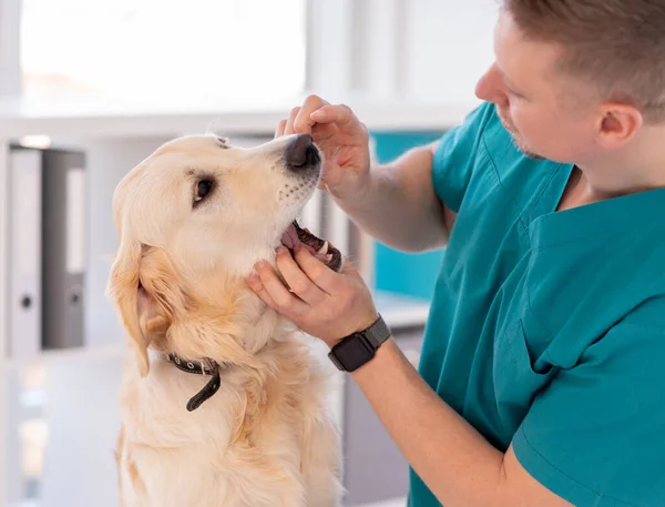 Вет перевіряє зуби собаки — стокове фото