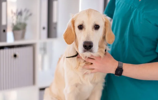 Veterinário verificando dentes de cão — Fotografia de Stock