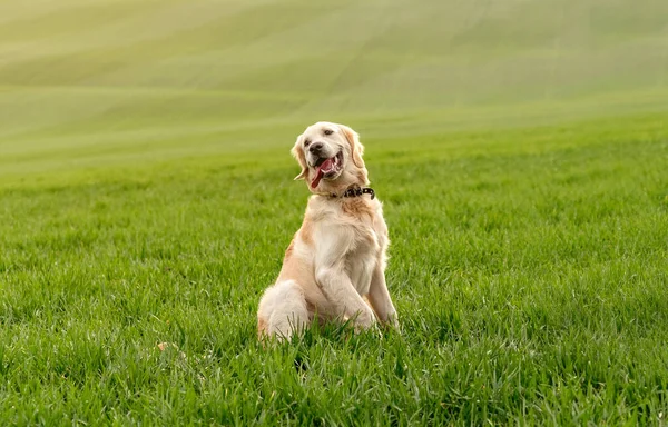 Pes sedí v zelené trávě — Stock fotografie