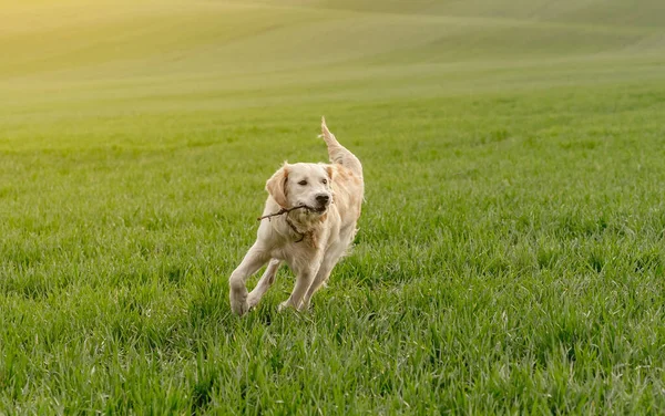 Прекрасная собака бежит по полю — стоковое фото