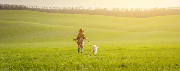 Menina cão de passeio no campo verde — Fotografia de Stock