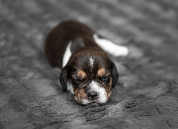 Симпатичный щенок спит на вуали — стоковое фото