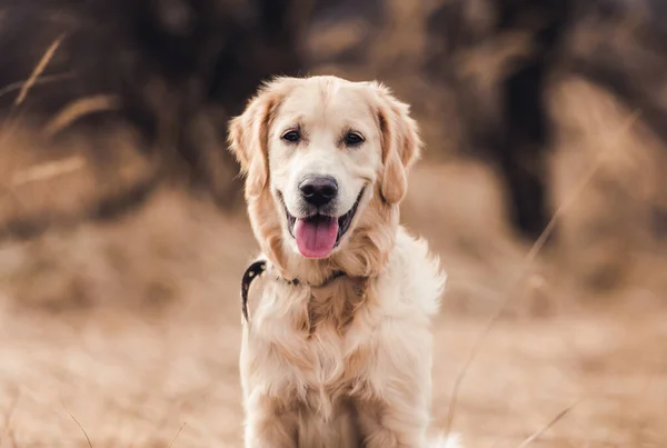 Söt ung hund på naturen bakgrund — Stockfoto