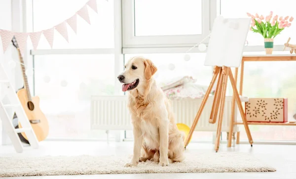 Симпатичная собака сидит в светлой комнате — стоковое фото