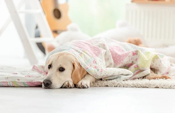 毛布の下に横たわる素敵な犬 — ストック写真