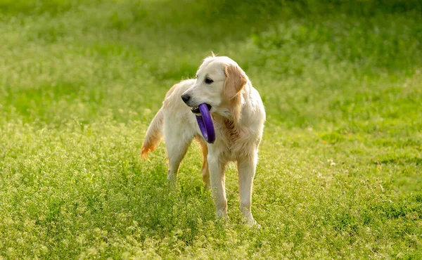 Игривая собака гуляет по цветущему полю — стоковое фото