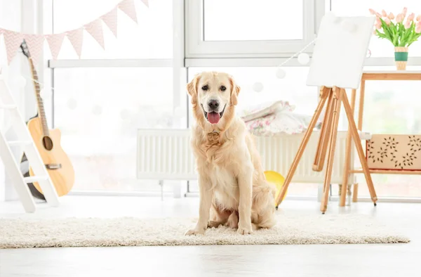 かわいい犬が光の部屋に座っている — ストック写真