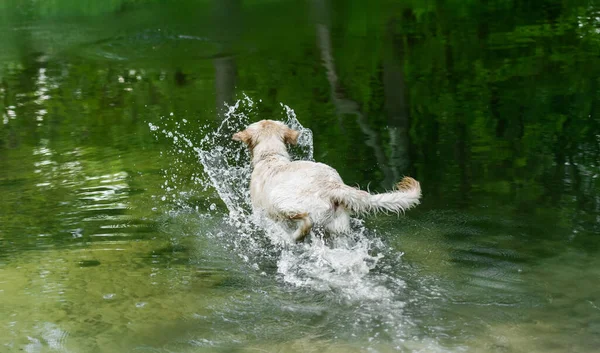 Vrolijke hond loopt in het water — Stockfoto