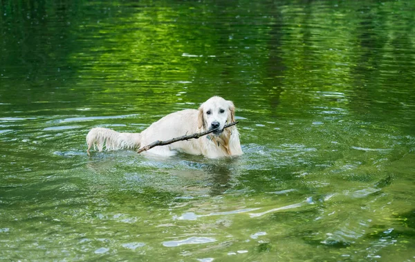 Mignon golden retriever jouer dans le lac — Photo