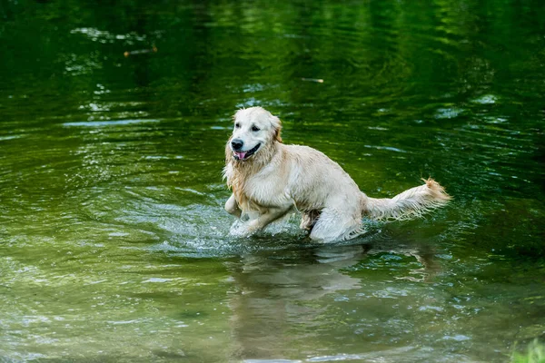 Härlig hund som har roligt i floden — Stockfoto