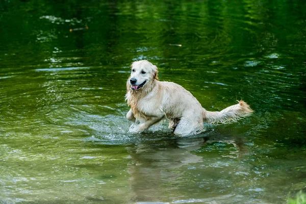 Mooie hond die plezier heeft in de rivier — Stockfoto