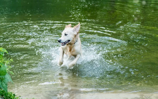 Perro encantador divertirse en el río — Foto de Stock