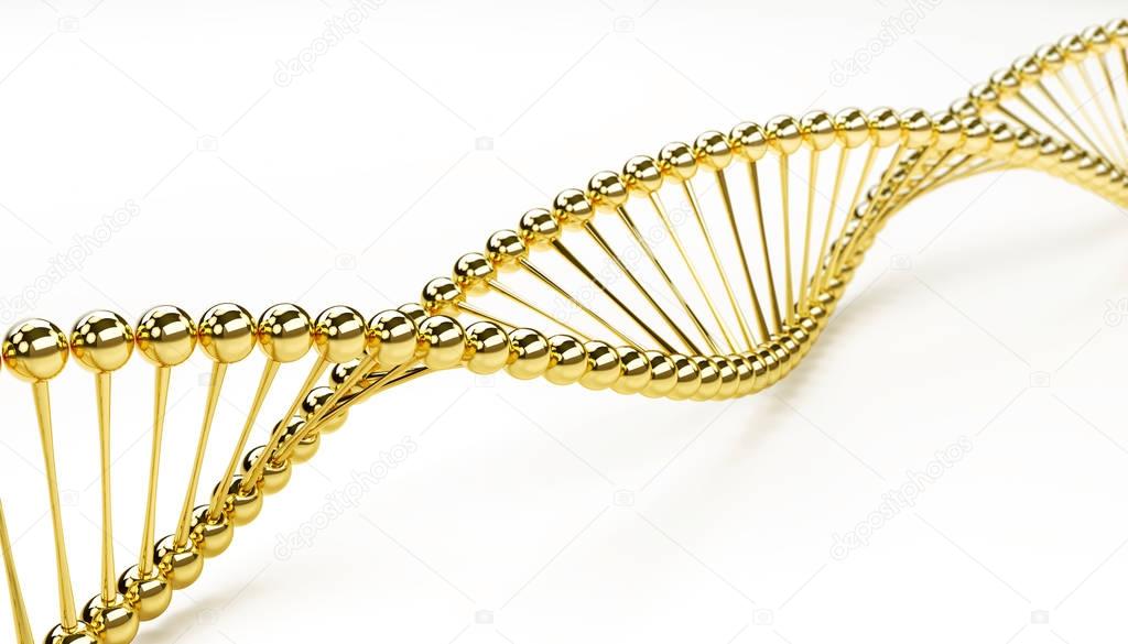 DNA golden model